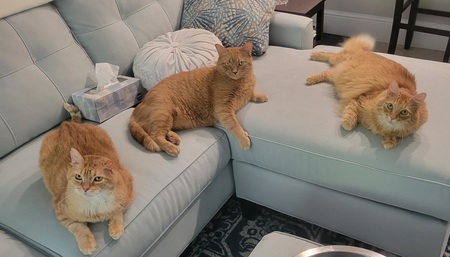 Stuart, Sheldon, Howard