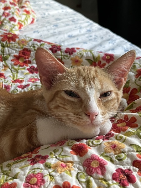 Pimento