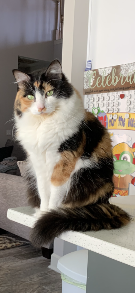 Lilly Squirrel