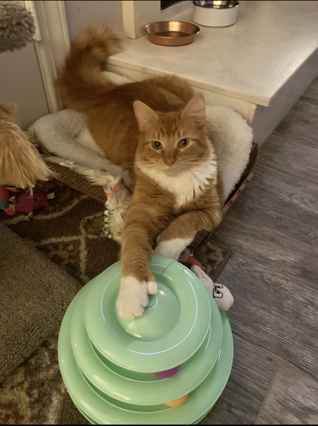 Cheetoes Turdsley