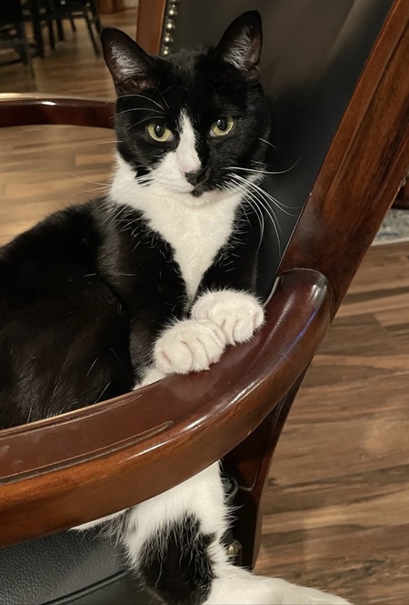 Guinness (The World’s Most Interesting Cat)