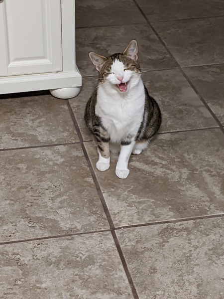 Kenji