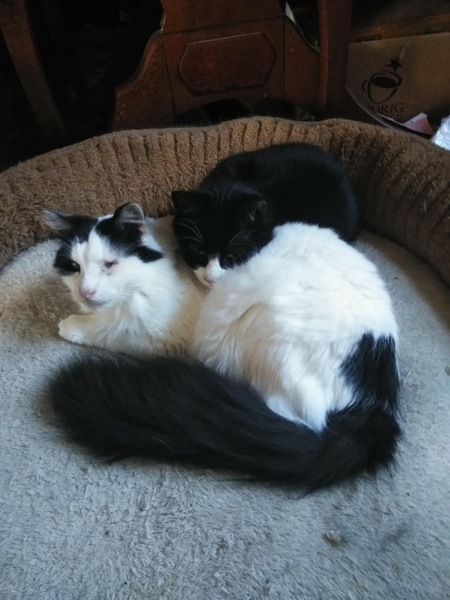 Bowie and Peaches 