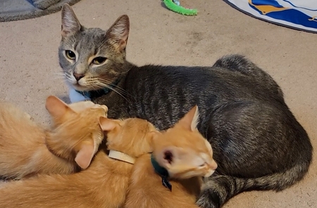 Big Brother Merlin