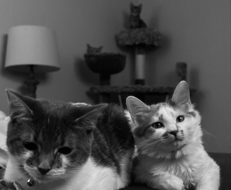 Gracie, Nicki, Pumpkin and Meeko