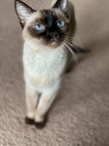 Lily 