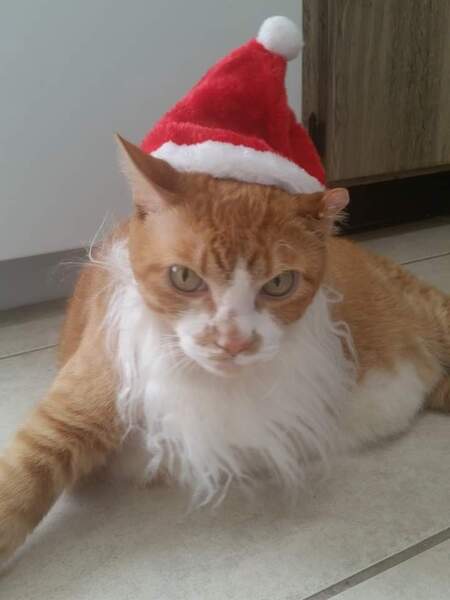 Garfield
