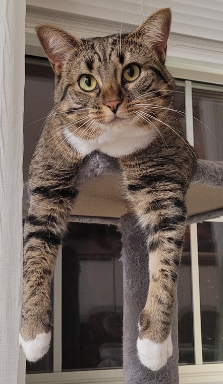 Arya
