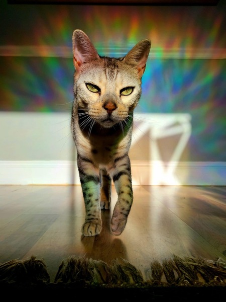 Mowgli