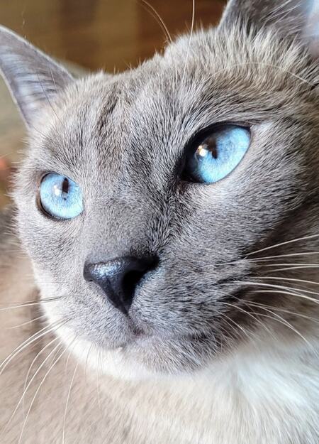 Axel