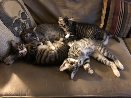 Sammy, Pippin, Sunny and Merry