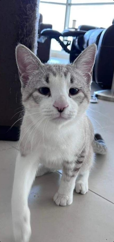 Nikko Tubbington