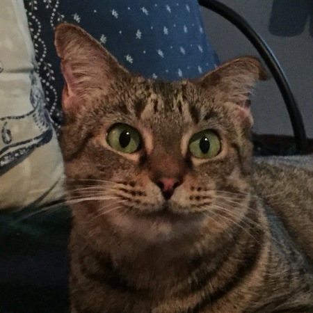 Atti