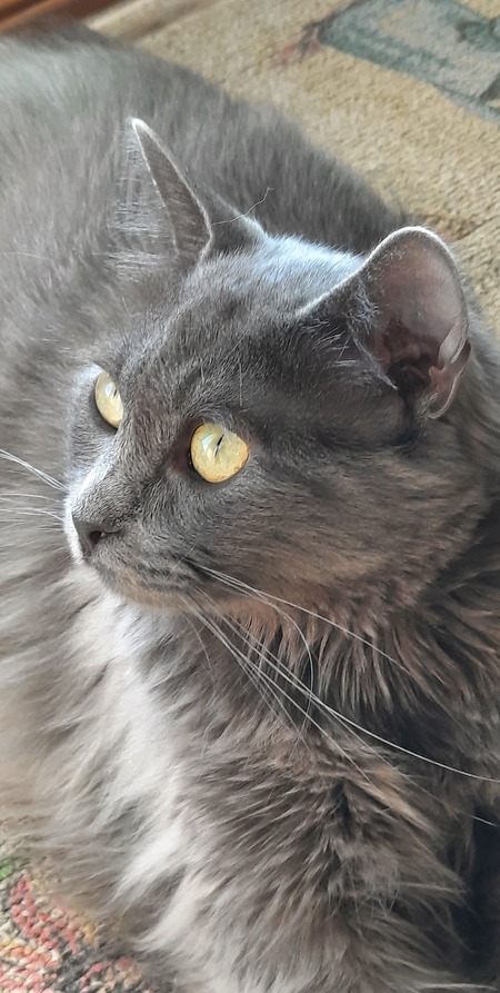 Stormie 