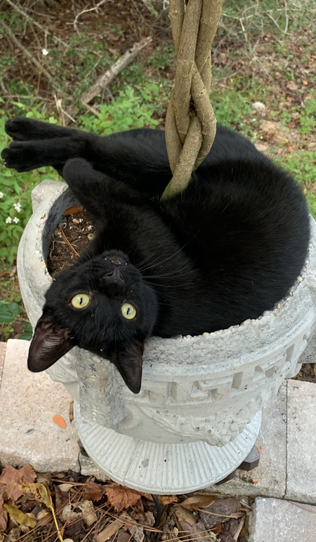 Bagheera