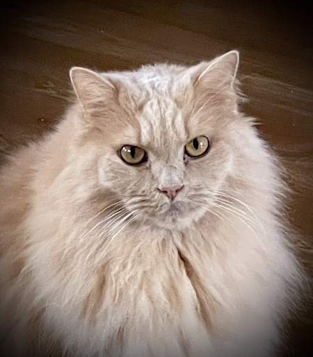 Miss Sydney