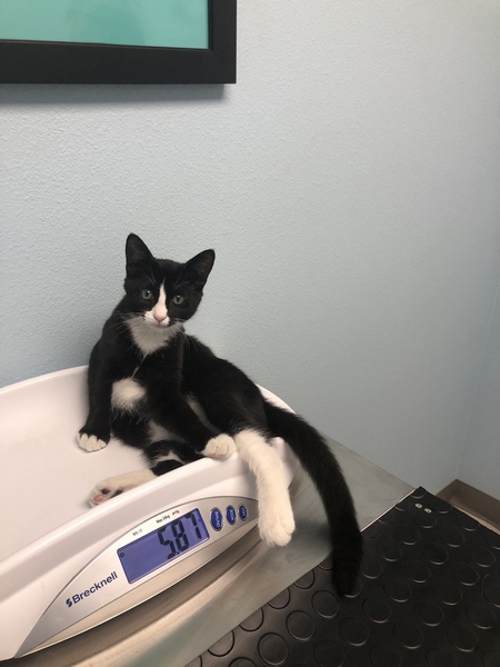 Figaro