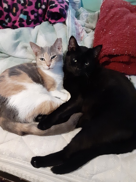 Callie and Binx