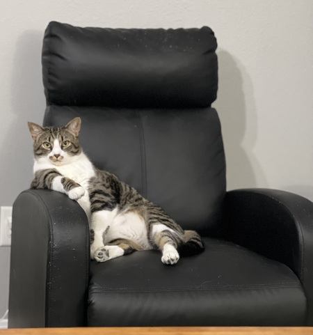 Graycifer 