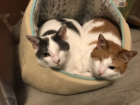 Moose (RIP) & Jack 