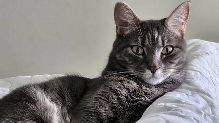 Stella