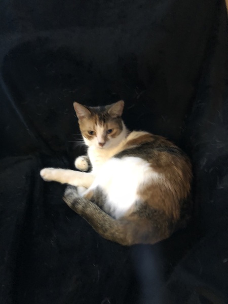 Miss Tuna