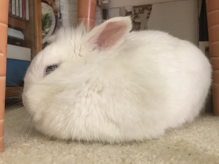 Tribble