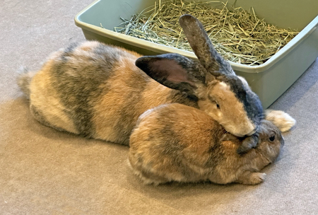 Bungee & Birdee