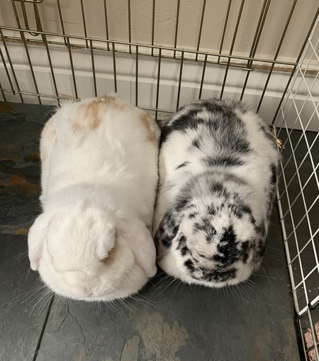 Snow&Charlie