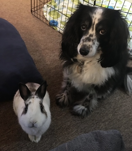 Hopper and Cookie