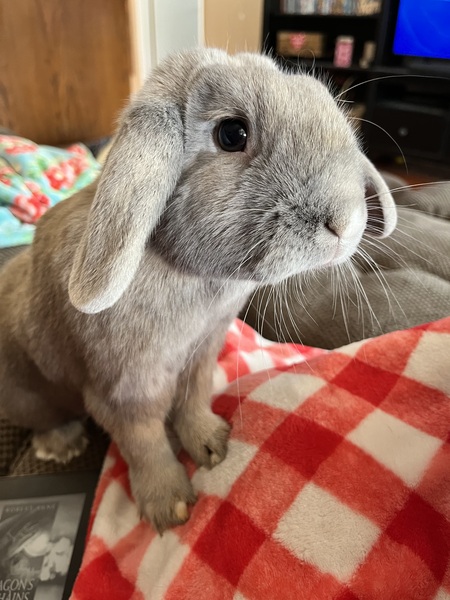 Tiny