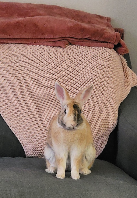 Apollo