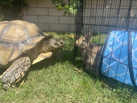 Nibbly Hustle & Bowser