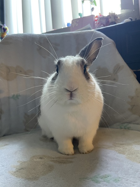 Snowball