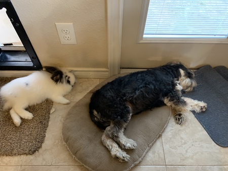 Marshmellow and Fritz