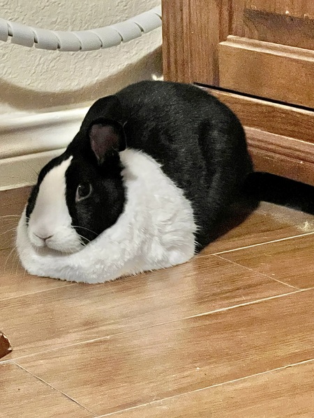 Murphy 