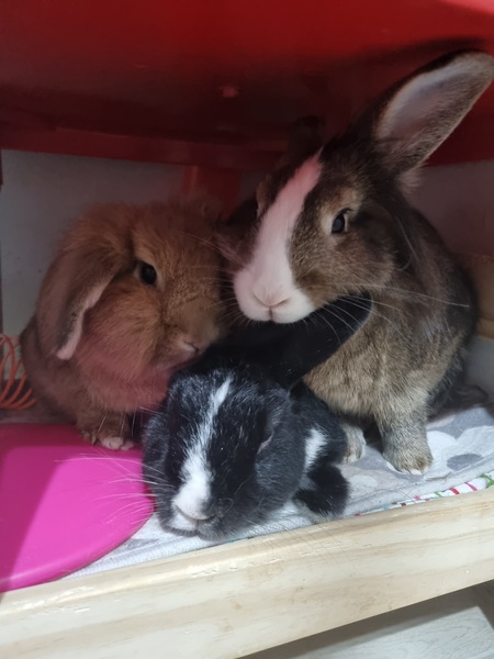 MrBraun, Polly, and Nessie 