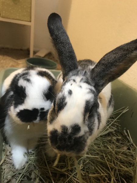 JellyBean and Cadbury