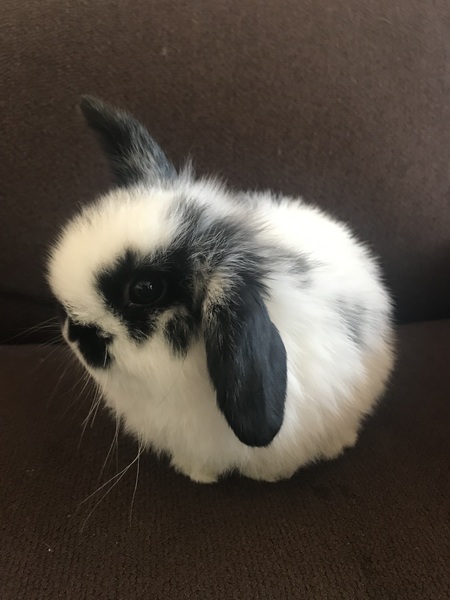 JellyBean