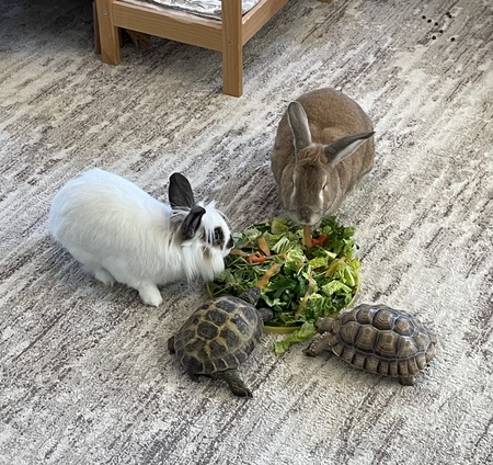 Teddy & Twiggy with Mini-T & Dozer