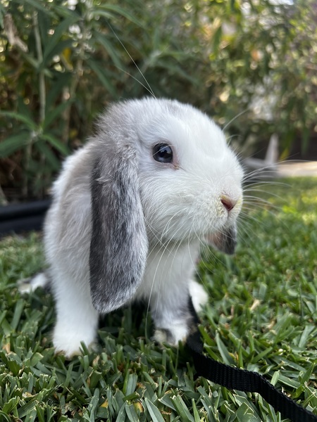dumpling 