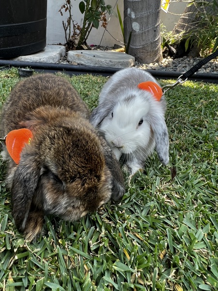 Miss dumpling & Jasper 