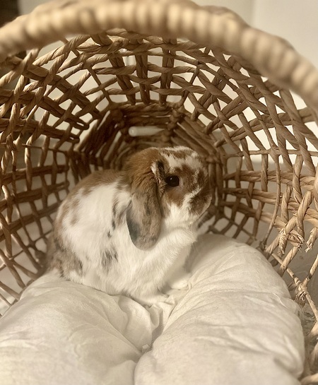 Louie 