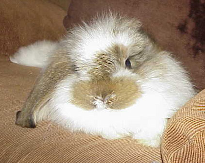 Jean-Claude