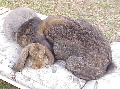 Edgar and Festus