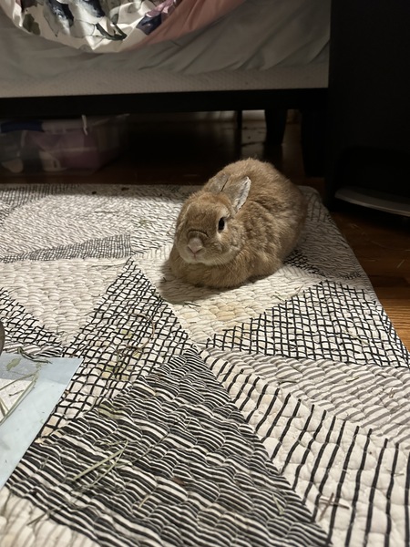 Honeybun