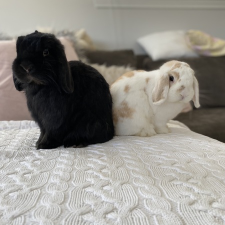 Fritz and Floppy 
