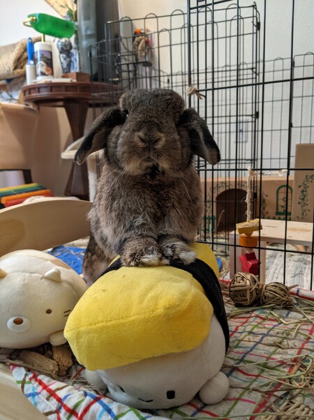 Bao