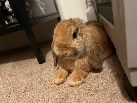 Luna Chai