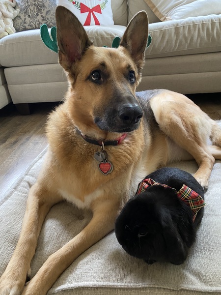 Fitzwilliam Darcy (Mini Lop) and Scout Finch Sutton (German Shepherd)